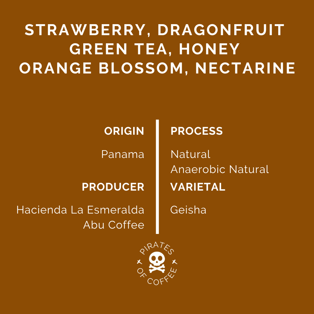 RED DRAGON: Panama Geisha Competition Blend
