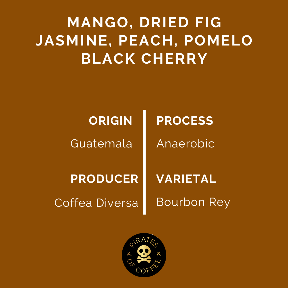REY REY: Guatemala Anaerobic Bourbon Rey