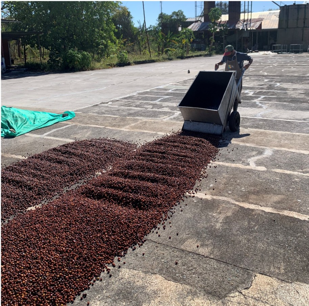 DECAF GEISHA BLEND: Panama Creativa Coffee District