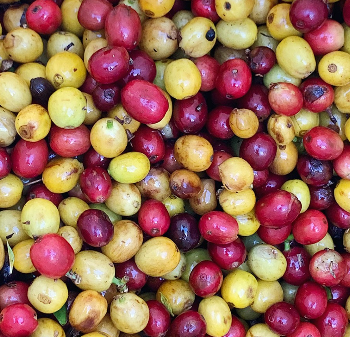 DECAF GEISHA BLEND: Panama Creativa Coffee District