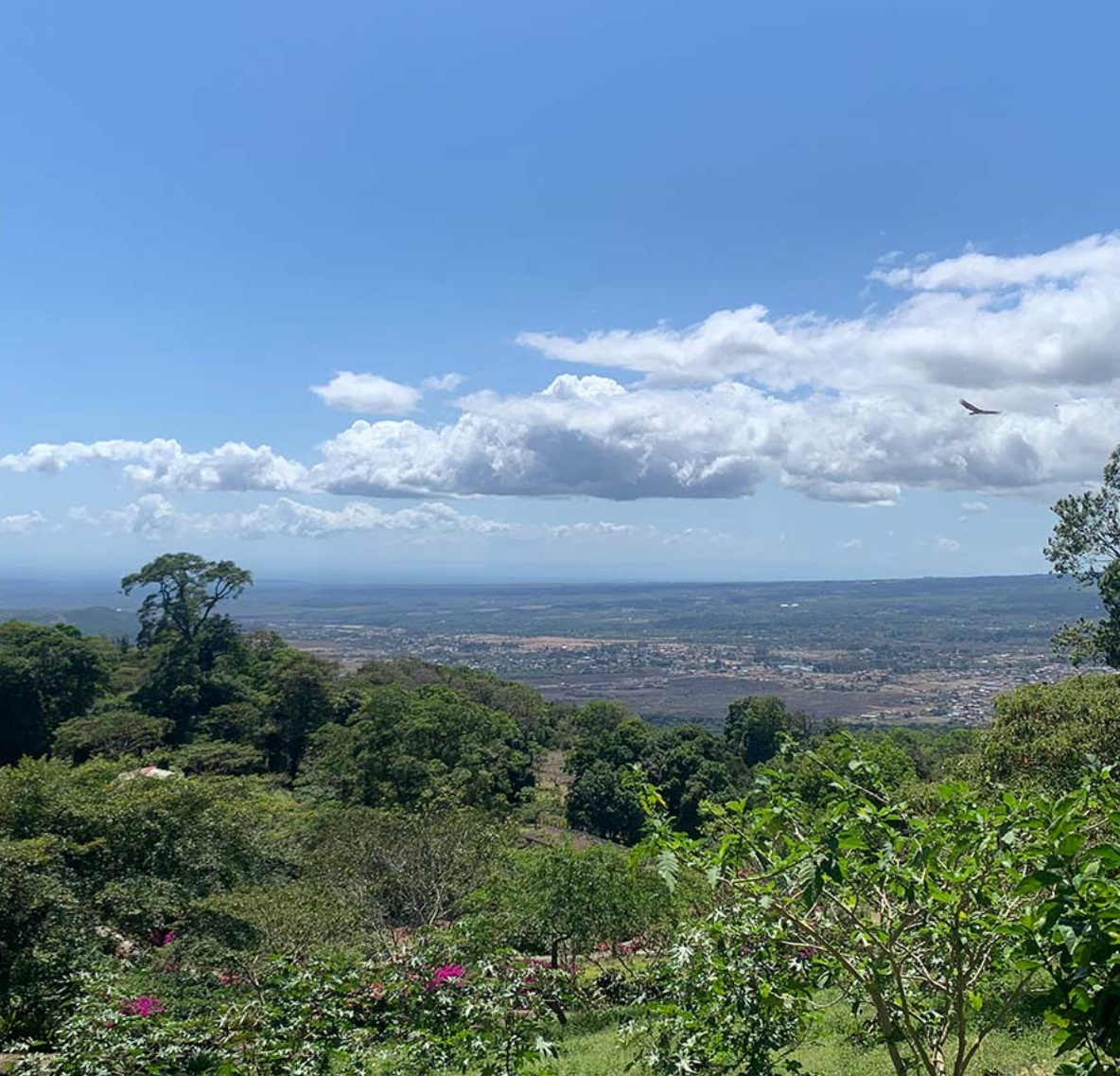 DECAF GEISHA BLEND: Panama Creativa Coffee District