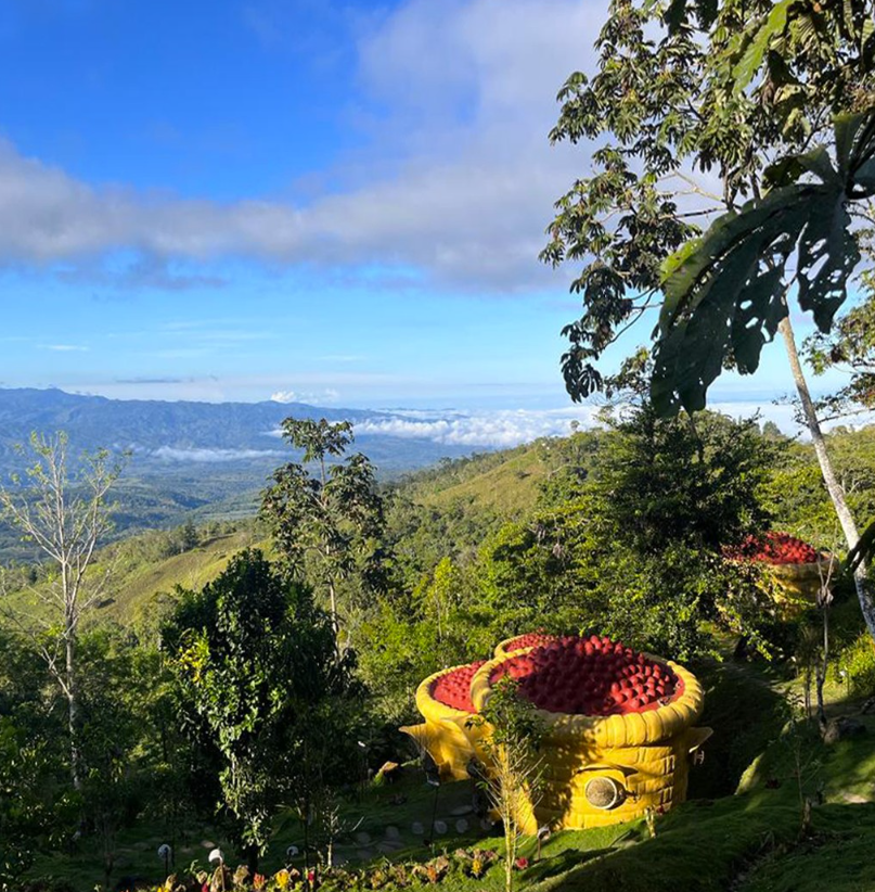 COSTA RICA GEISHA HONEY: Coffea Diversa Queen Geisha