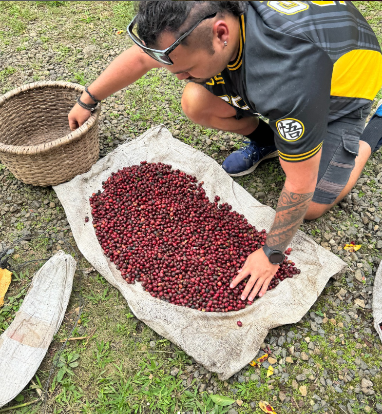 COSTA RICA GEISHA HONEY: Coffea Diversa Queen Geisha