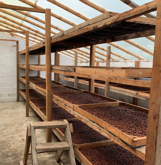 LYCHEE POP: Colombia Honey Culturing