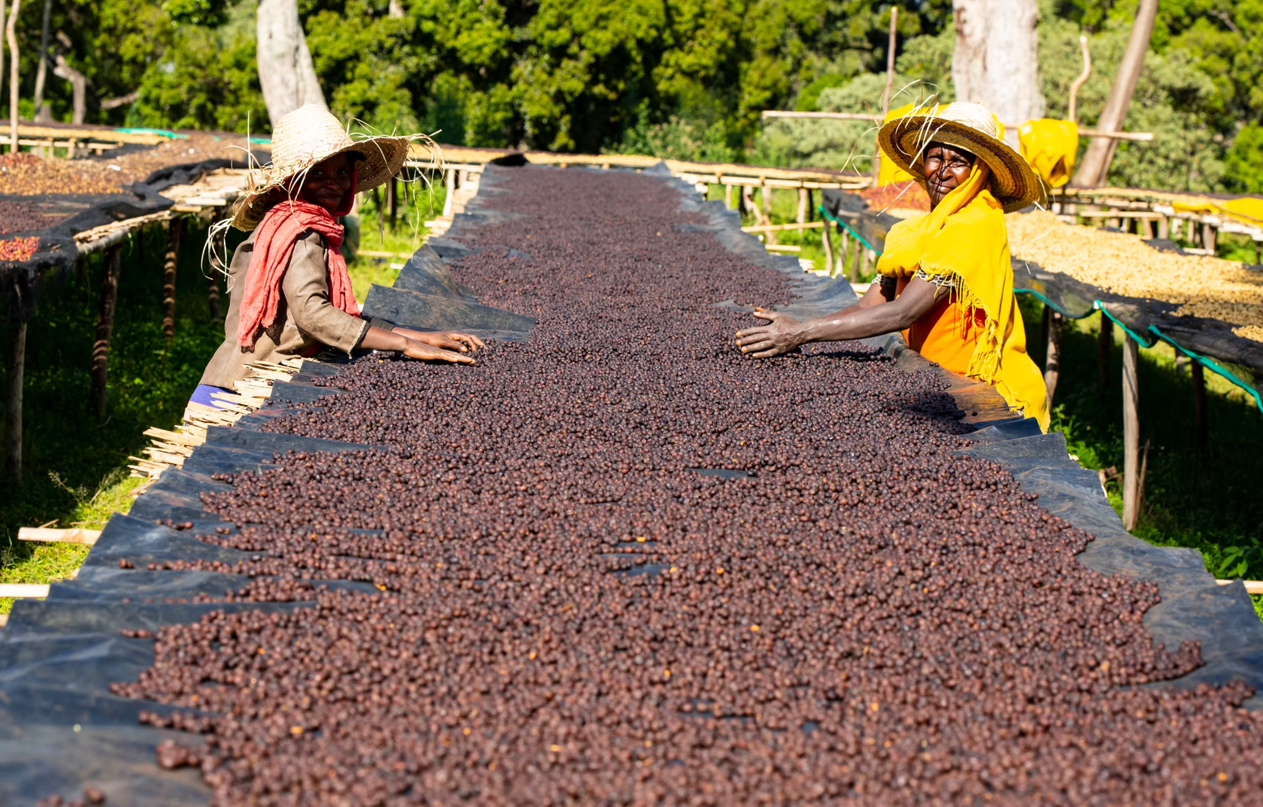 ROAD TO ZION: Daye Bensa Ethiopia Abore Washed
