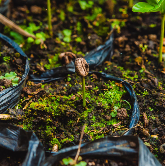 SOFT SERVE ESPRESSO: Colombia Honey Culturing