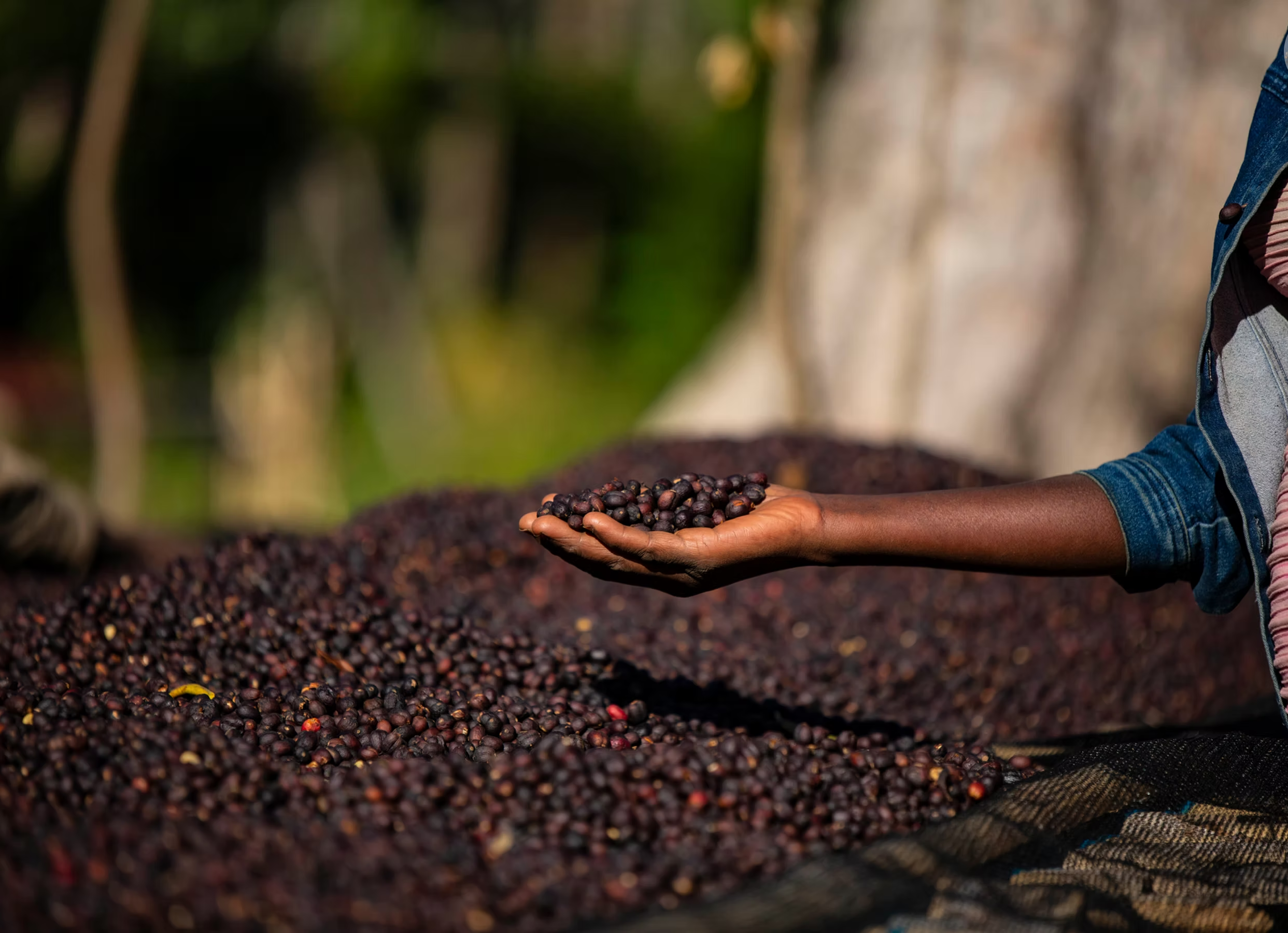 ROAD TO ZION: Daye Bensa Ethiopia Abore Washed