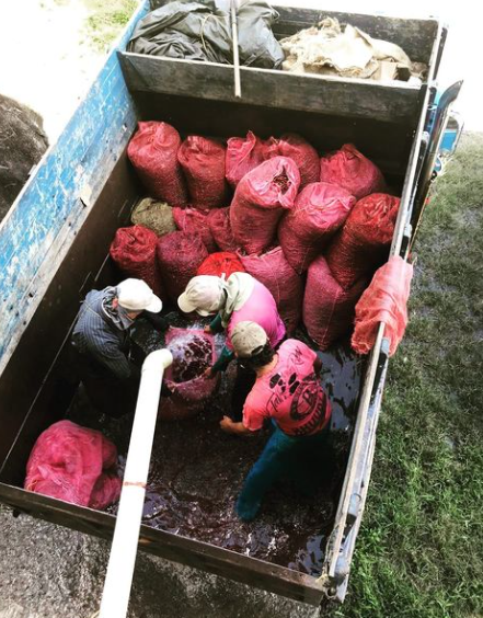 LYCHEE POP: Colombia Honey Culturing