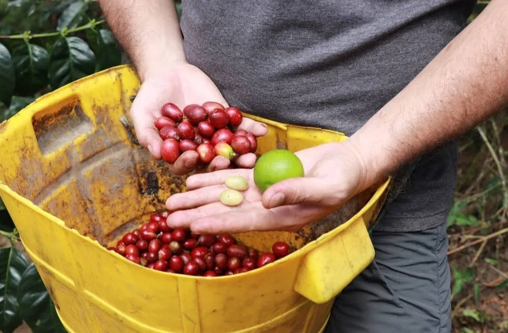 GUMMY DECAF: Colombia El Paraiso 92 Anaerobic