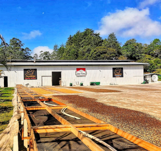 PLUM GEISHA: Janson 907 Natural