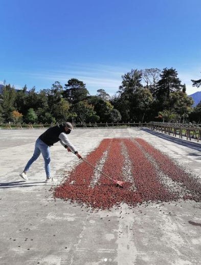 PLUM GEISHA: Janson 907 Natural