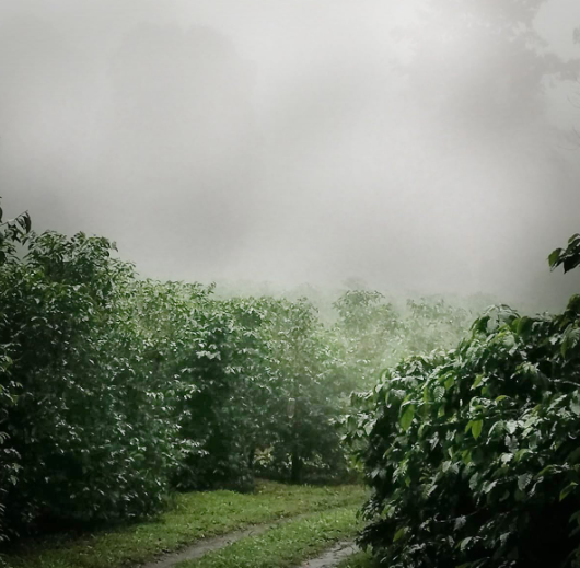 PLUM GEISHA: Janson 907 Natural