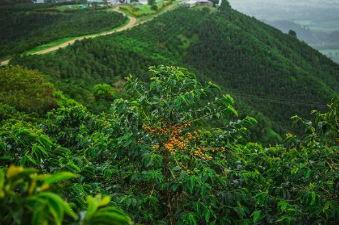 SLURPY ESPRESSO : Colombia Anaerobic Washed