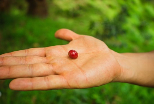 SLURPY: Colombia Anaerobic Washed (2024)