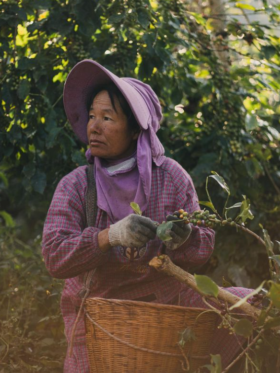TREASURE OF CHINA ESPRESSO: Yunnan Double Anaerobic Natural