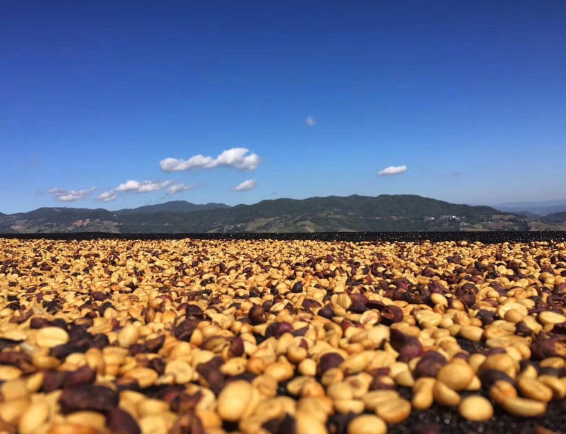 TREASURE OF CHINA ESPRESSO: Yunnan Double Anaerobic Natural