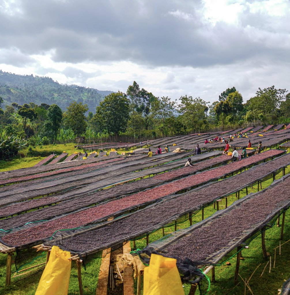 TREASURE OF HAMASHO ANAEROBIC: Ethiopia Anaerobic Natural