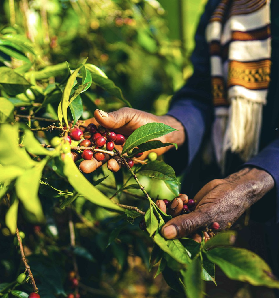 FRUIT BOMBE: Ethiopia Bombe Sidamo Natural