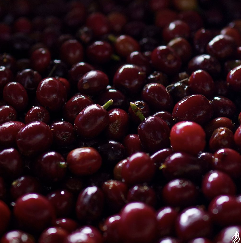 DAYE BENSA HAMASHO: Ethiopia Natural