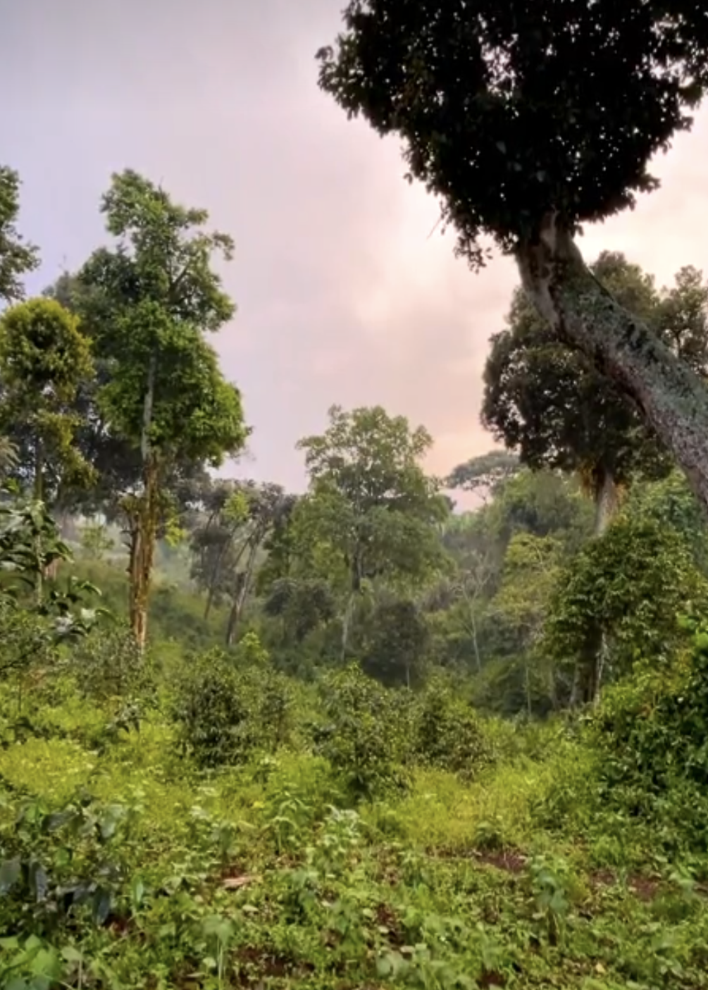 2023 TREASURE OF HAMASHO: Ethiopia Natural