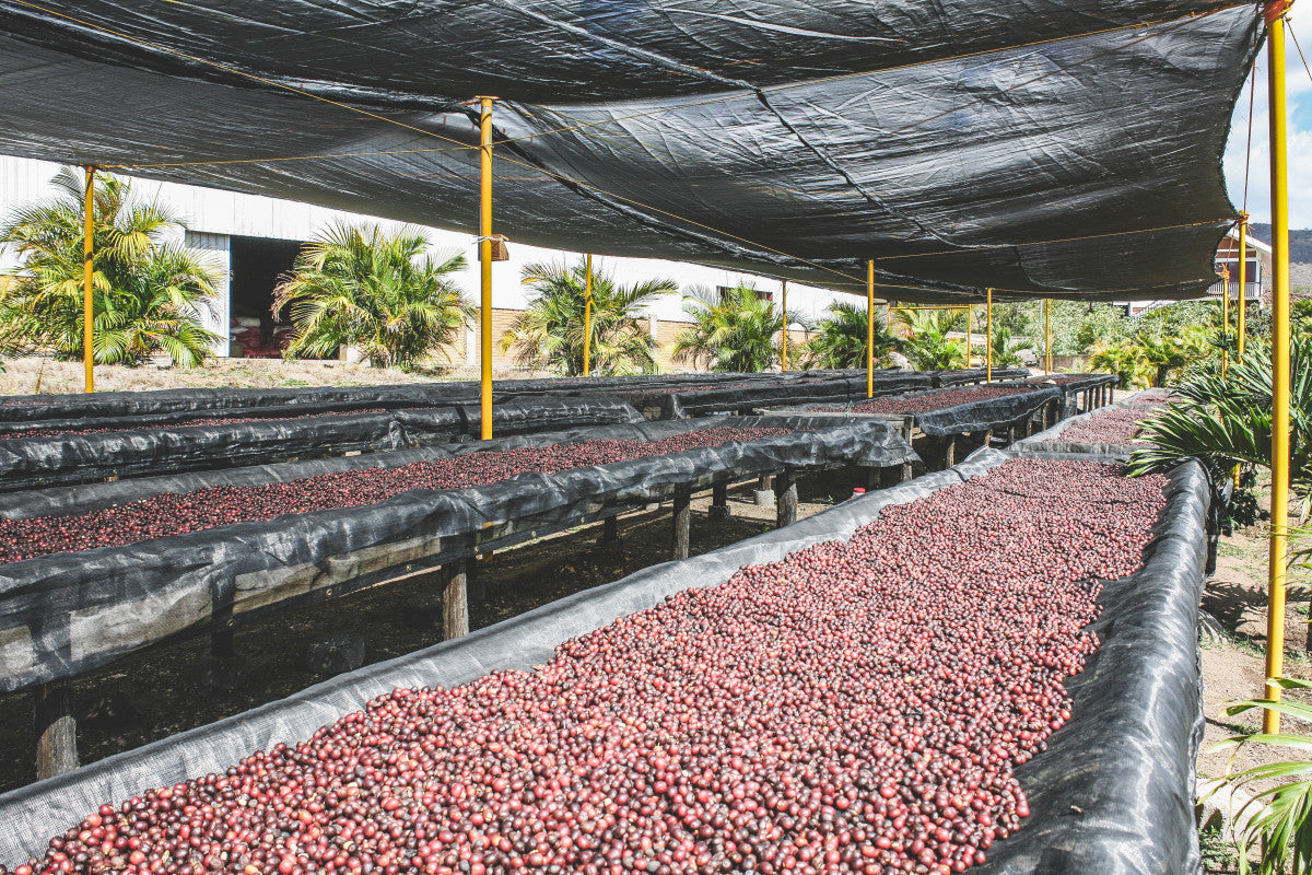 RED CATUAI: Nicaragua Natural