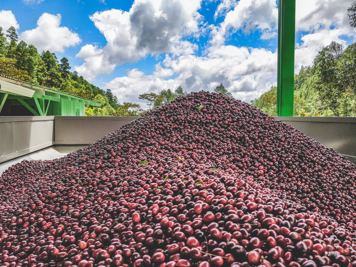 RED CATUAI: Nicaragua Natural