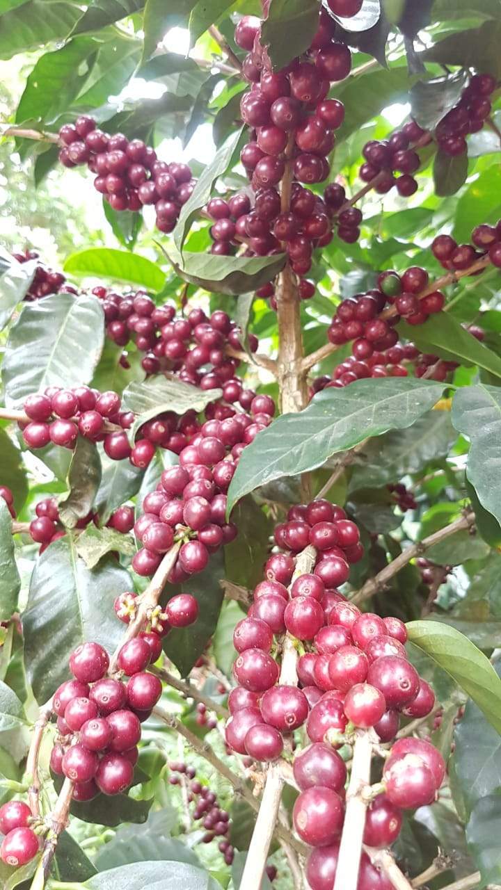 VIOLETA: Panama Abu Coffee TN24 - Anaerobic Natural
