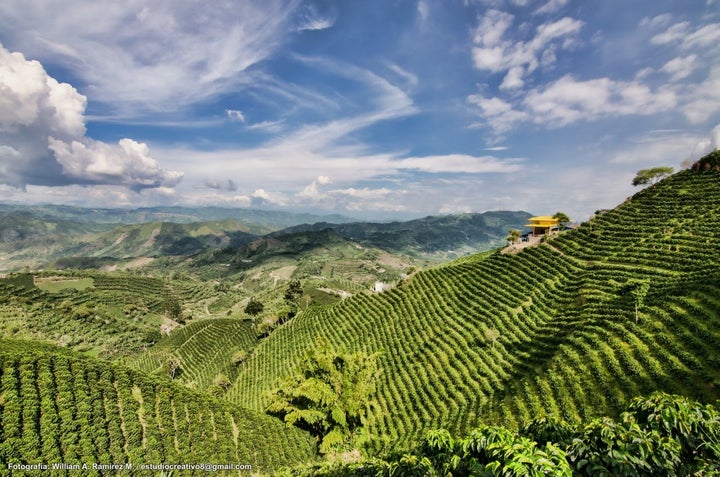 JAZZY FRUIT: Colombia Anaerobic Natural