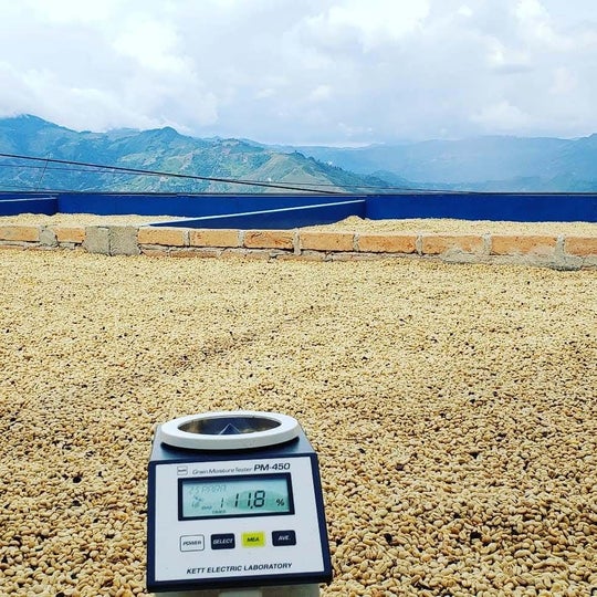 BUBBLE GUM: Colombia Anaerobic Natural