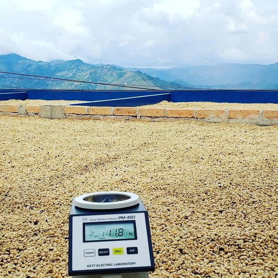 MALIBU SODA: Colombia Anaerobic Natural