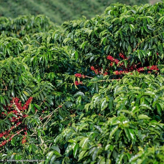 BUBBLE GUM: Colombia Anaerobic Natural
