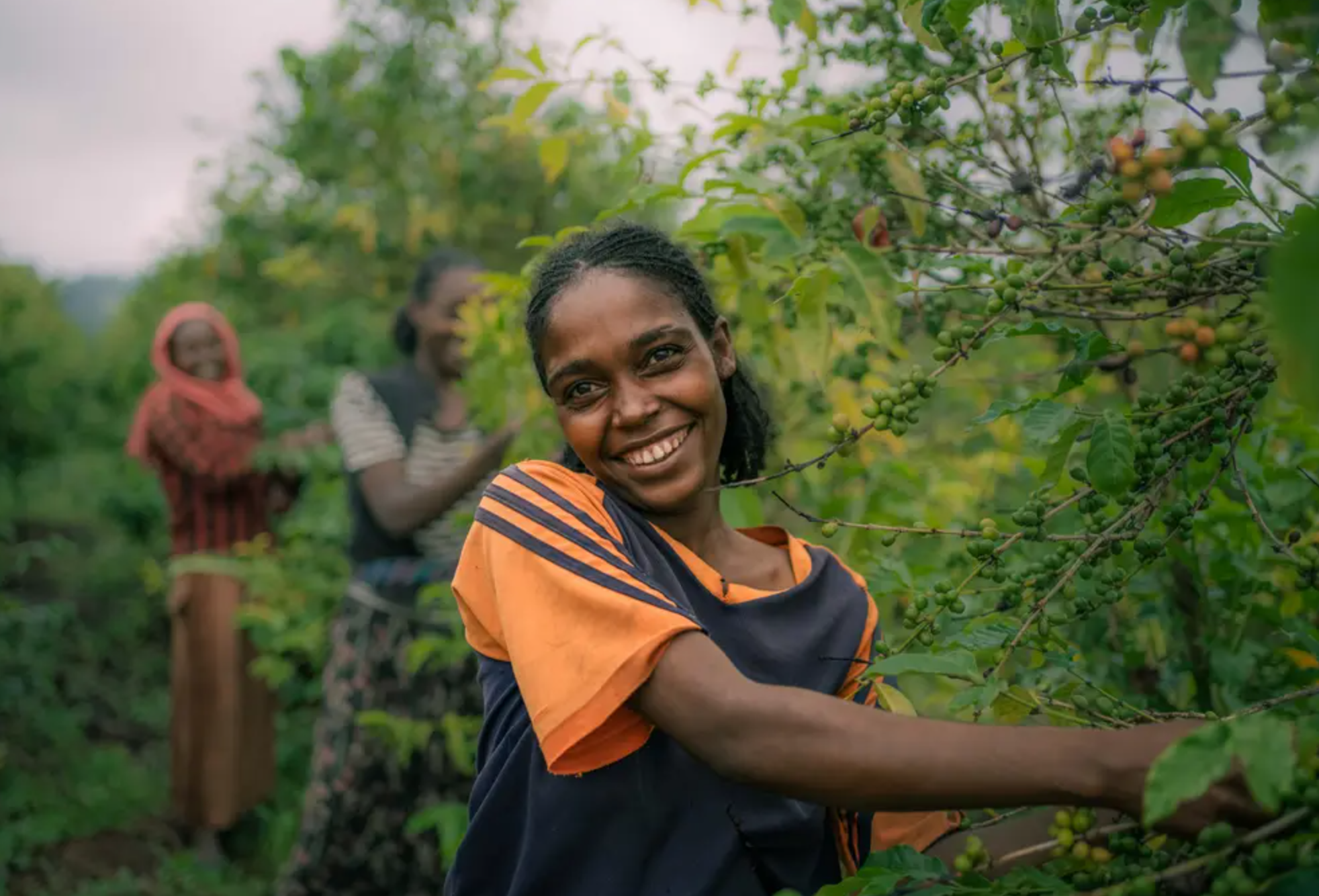 YIRGACHEFFE: Ethiopia Washed