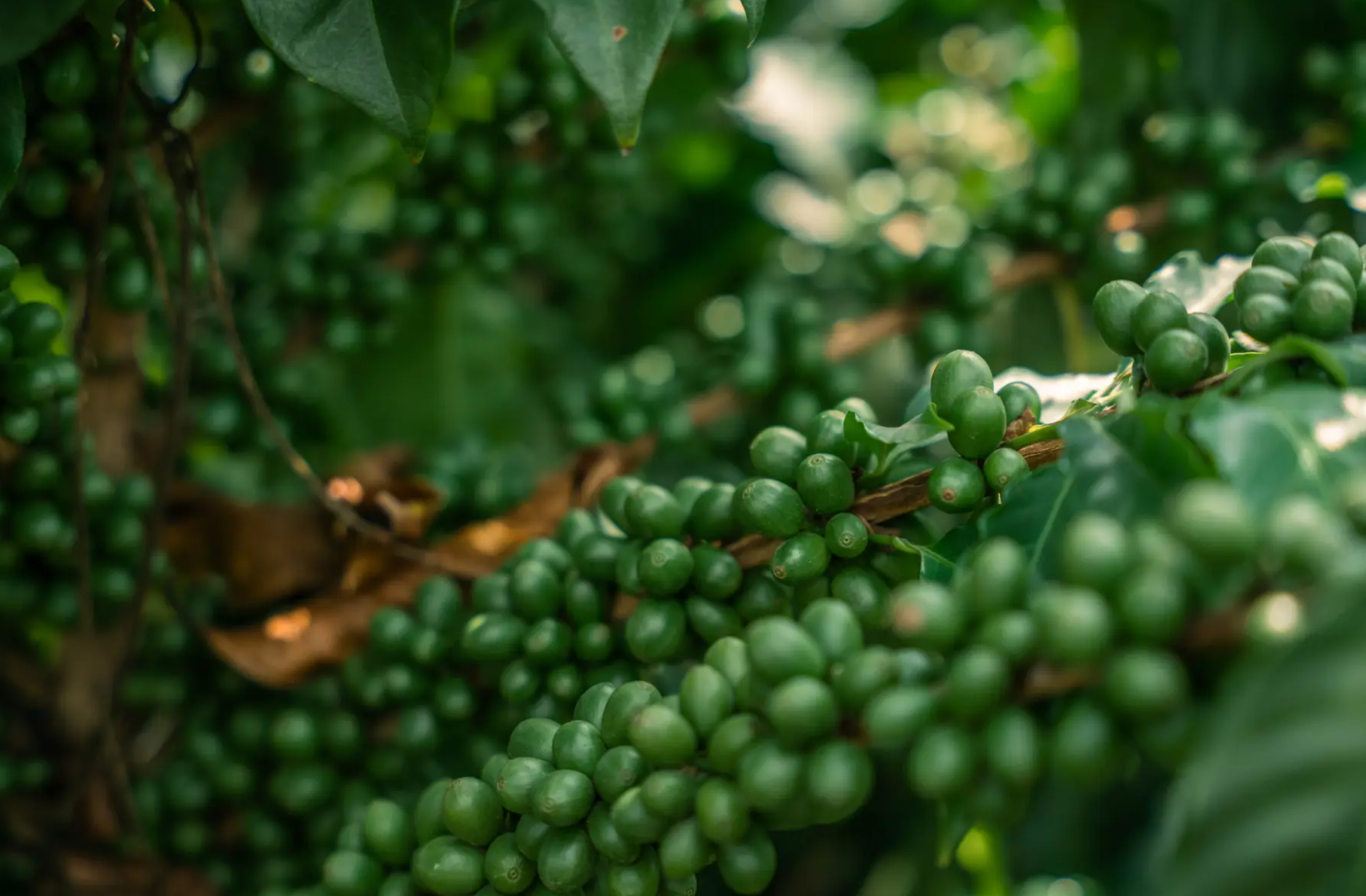 YIRGACHEFFE: Ethiopia Washed