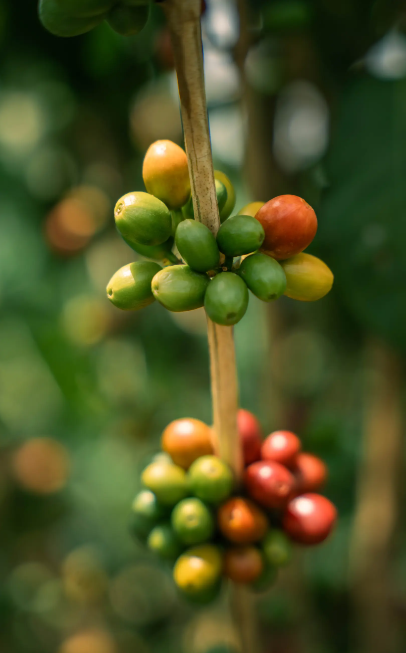 YIRGACHEFFE: Ethiopia Washed