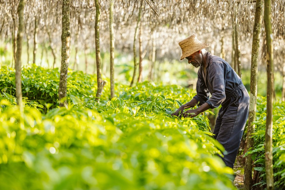GORI GESHA ESPRESSO: Ethiopia Natural Gesha
