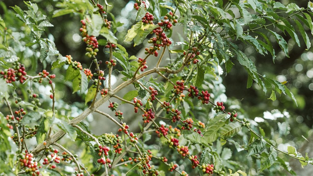 GORI GESHA ESPRESSO: Ethiopia Natural Gesha