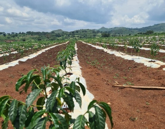 CHERRY COLA: Ethiopia Yirgacheffe