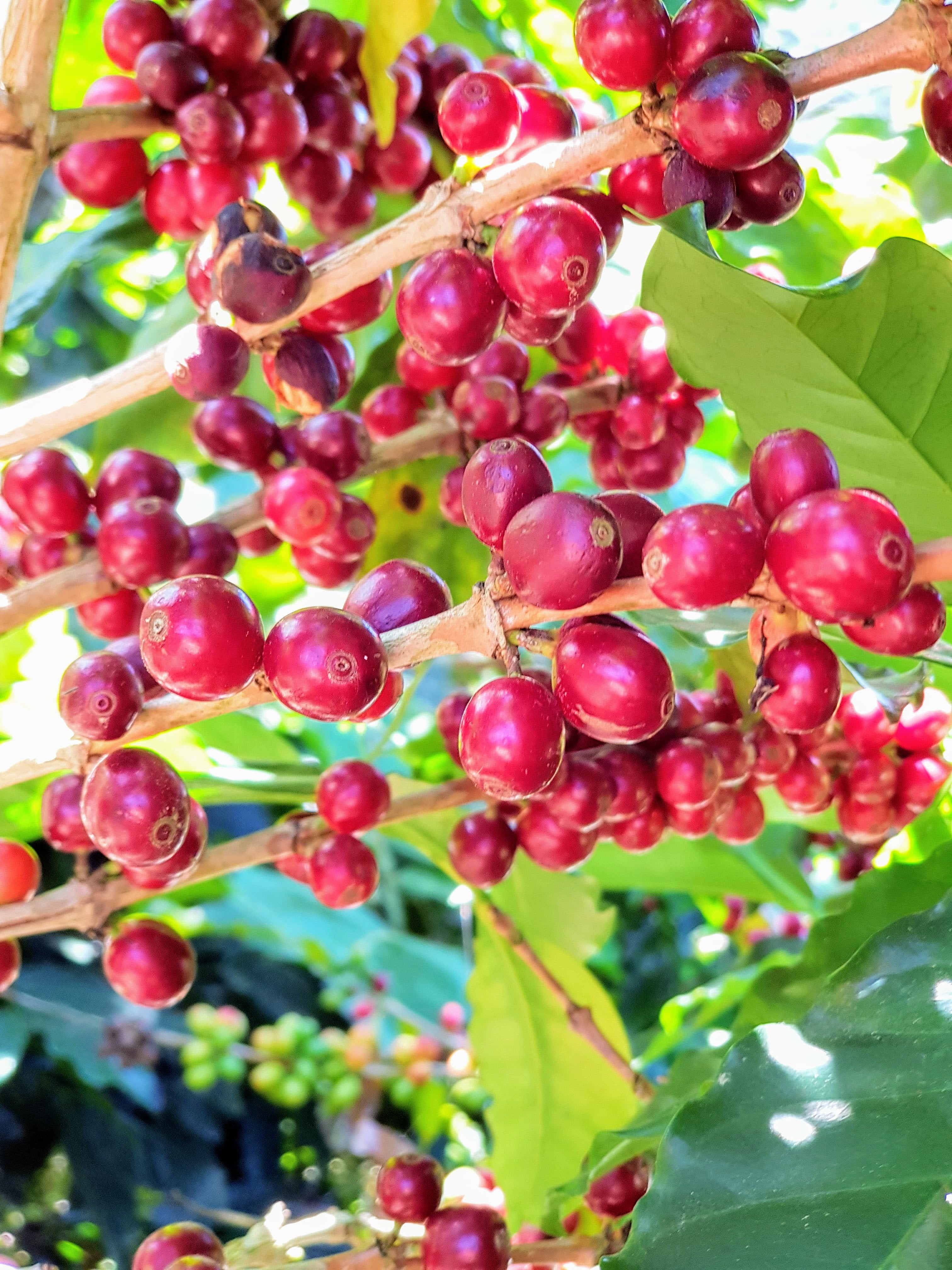 HUE HUE: Guatemala Washed