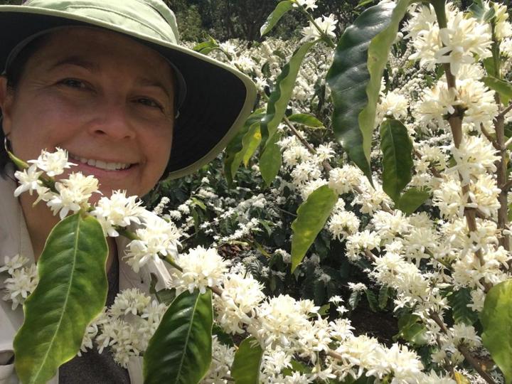 LAVA CAKE: Costa Rica, Honey Process