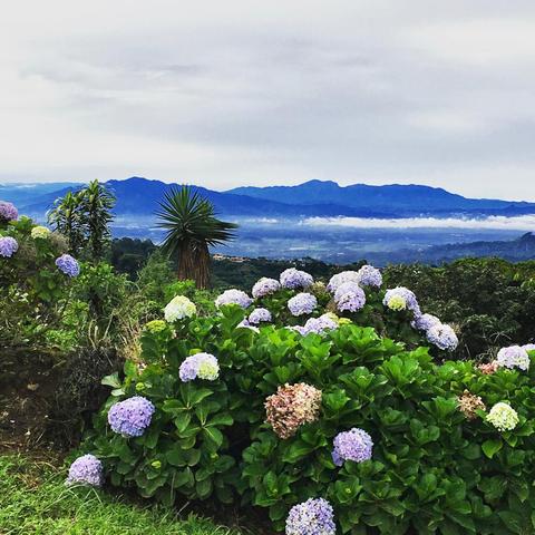 LAVA CAKE: Costa Rica, Honey Process