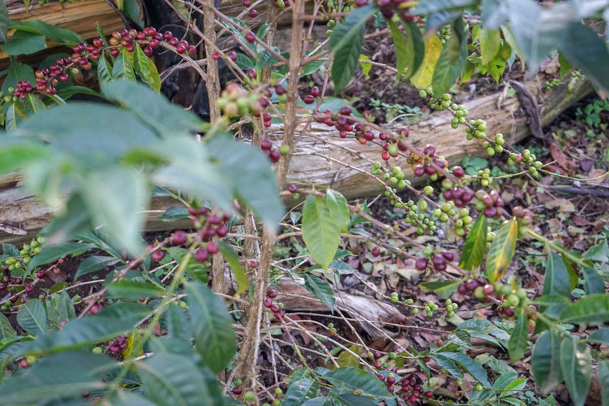 FXZZY PEACH: Ethiopia Kayon Mountain Washed