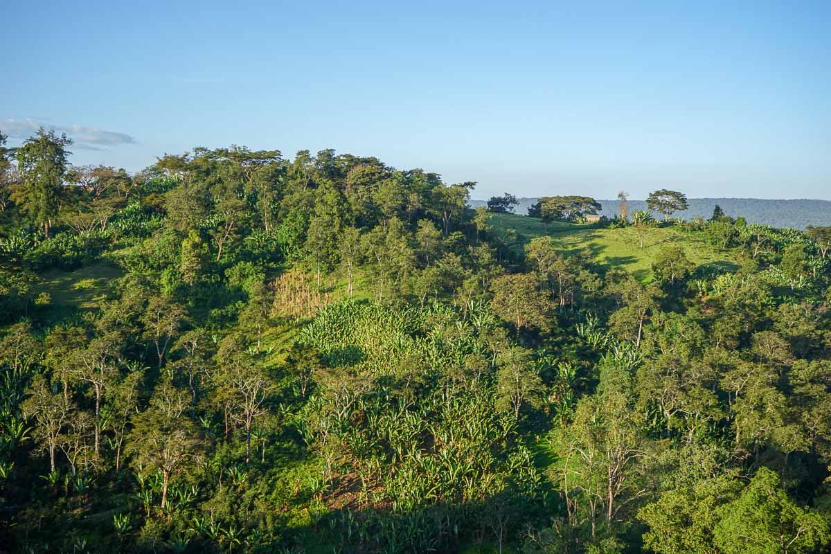 ISMAEL HASSEN: Ethiopia Shakiso Guji