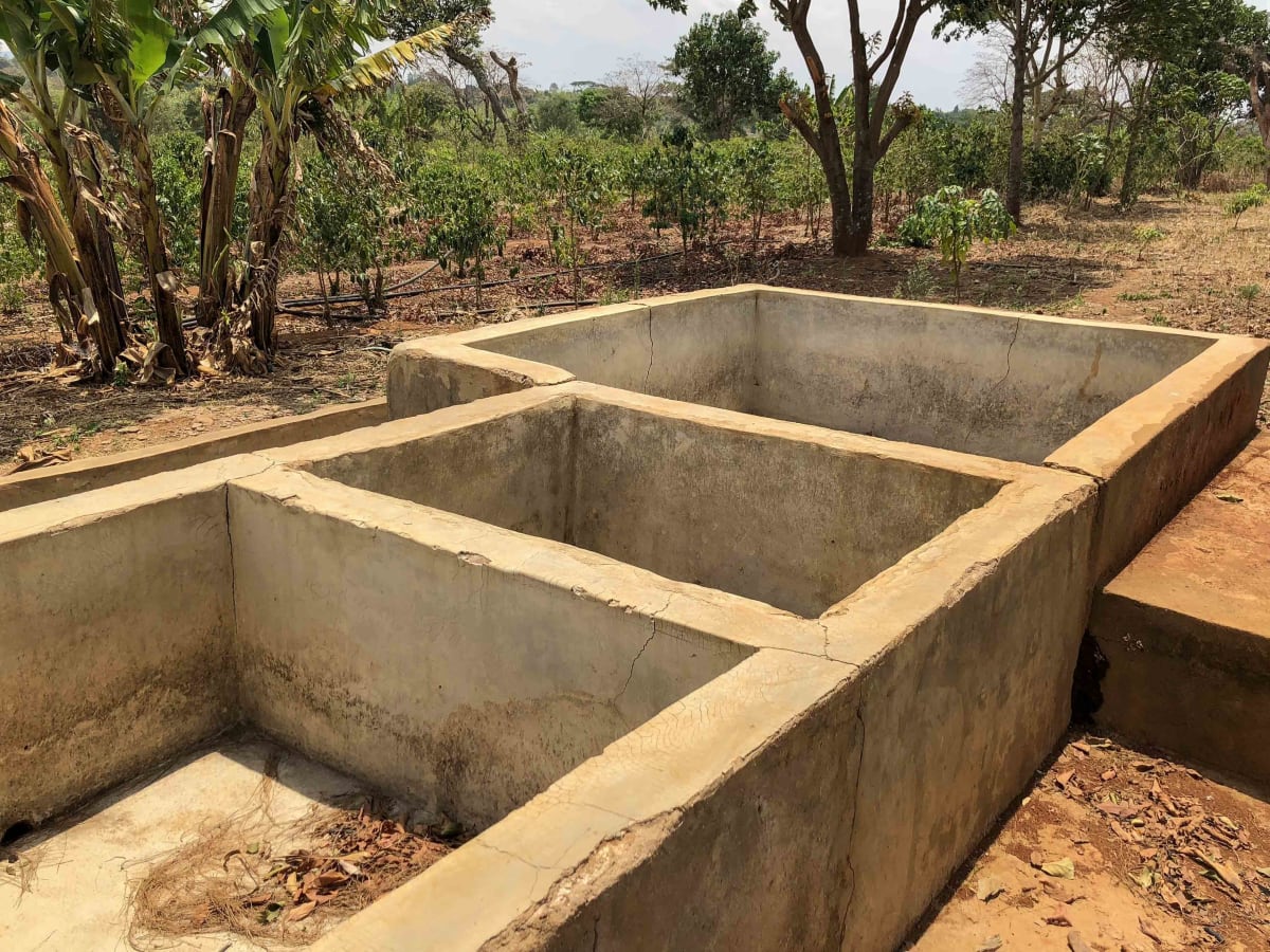 MASAI: Tanzania Peaberry Washed