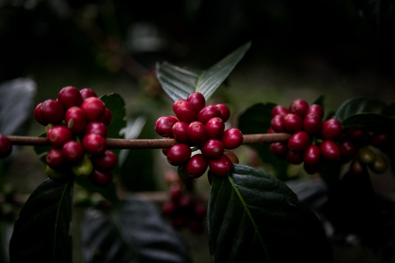 BLACKBERRY SUNDAE: Colombia Co-Ferment Honey + Thermal Shock