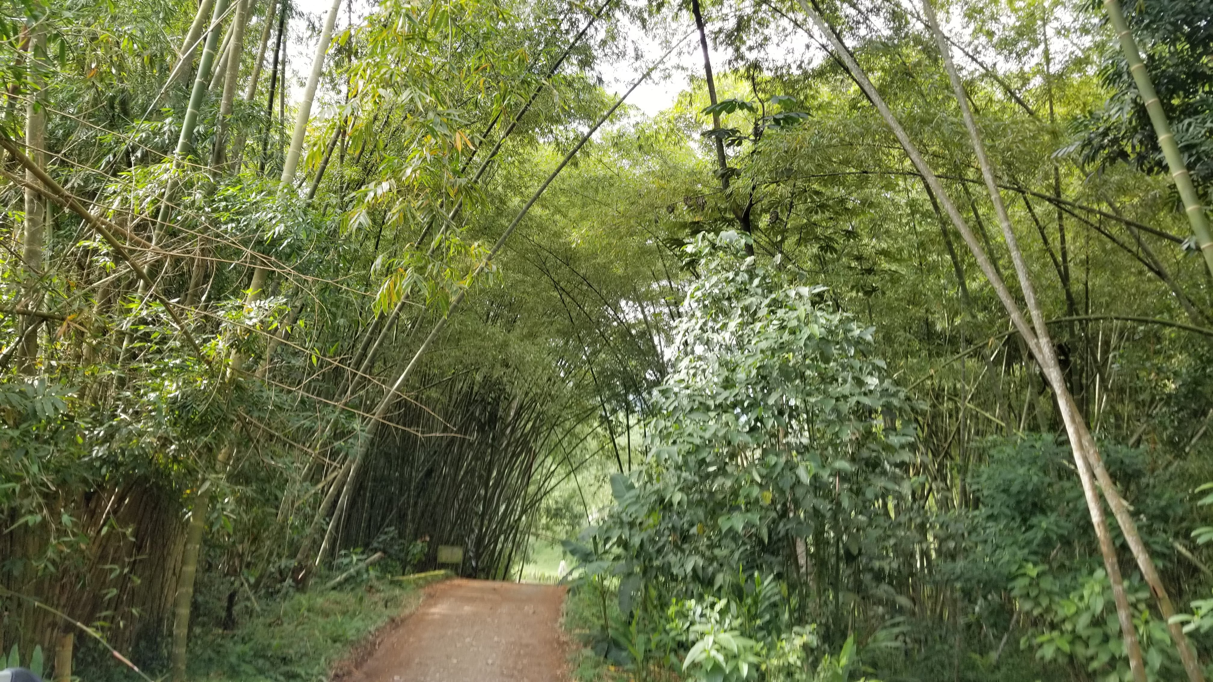 BROWNIE DECAF: Colombia Huila
