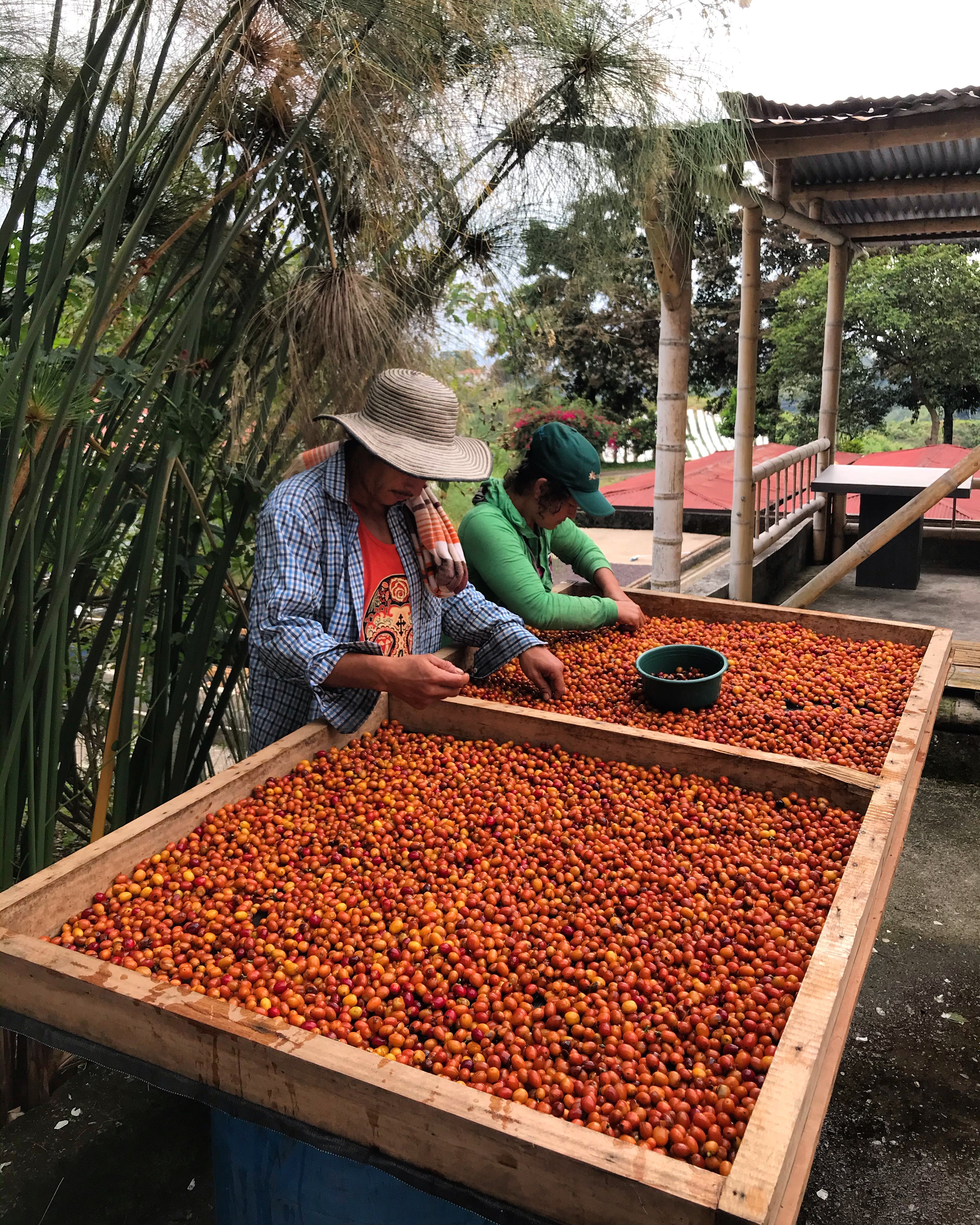 HADŌKEN: Colombia Anaerobic Honey