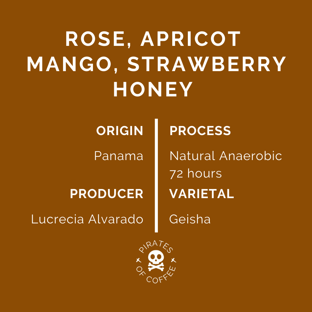 CREATIVA COFFEE DISTRICT: Panama Geisha Anaerobic