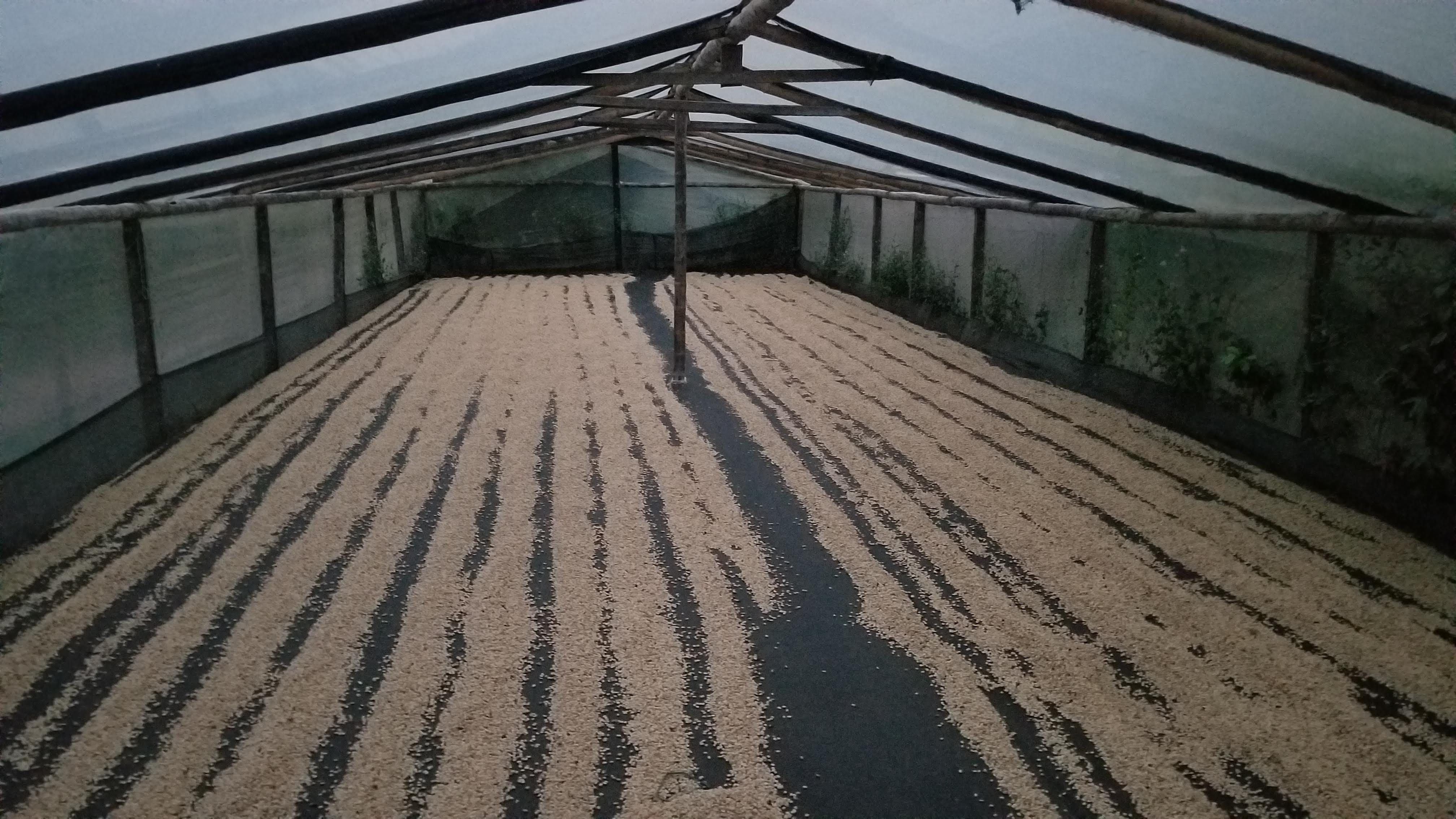 BROWNIE DECAF: Colombia Huila