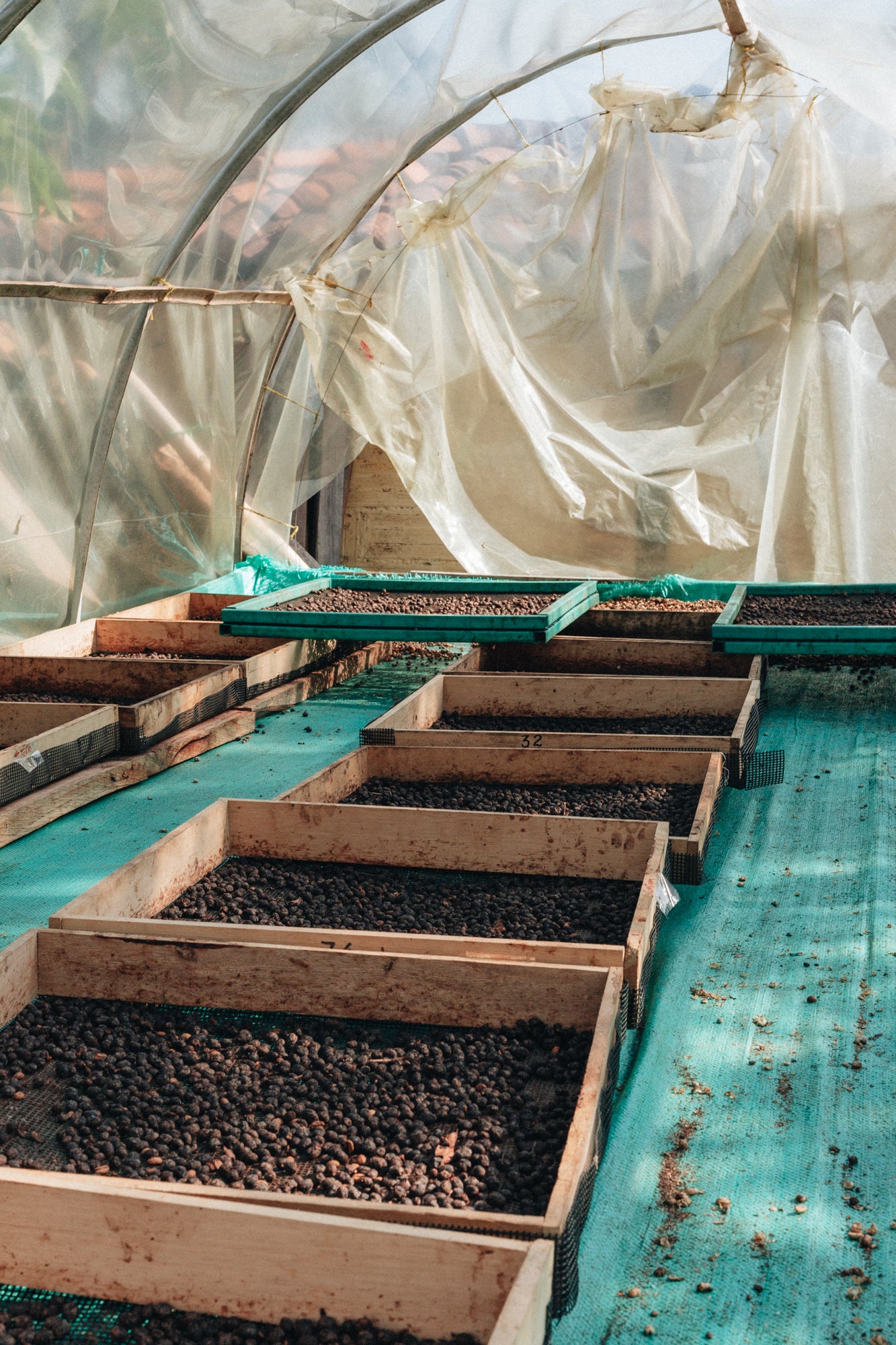 BUBBLY: Colombia Anaerobic Natural