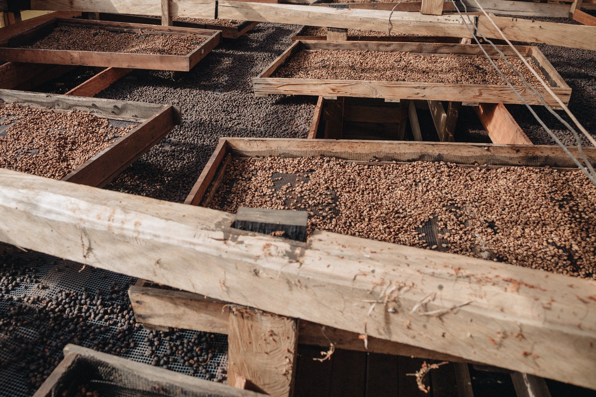 VERANILLO: Colombia Anaerobic Natural